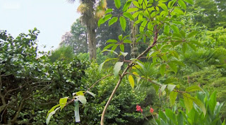 Schefflera Alpina