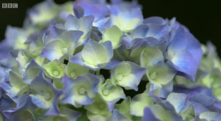 Hydrangea