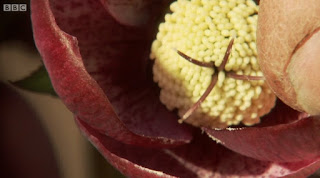 Hellebore