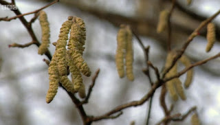 Lamb's Tails