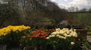 Tulip Tulip