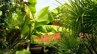 Jungle garden