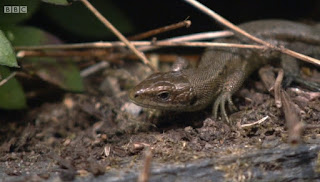 Lizards Lizards