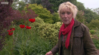 Carol Klein poppy Carol Klein poppy