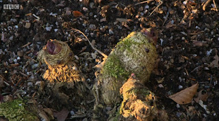 Crambe Crambe
