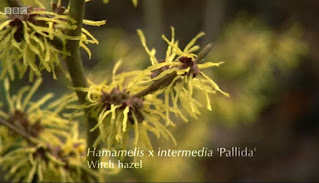 Hamamelis x Intermedia Pallida Hamamelis x Intermedia Pallida