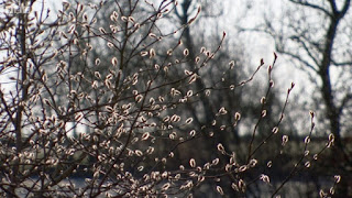Magnolia Magnolia