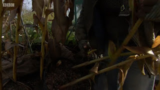 Hedychiums Hedychiums