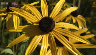 Rudbeckia Rudbeckia