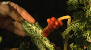 Arum Italicum Pictum Arum Italicum Pictum