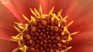 Dahlias Dahlias