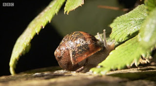 Snail Snail