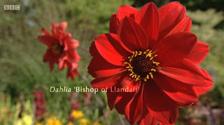 Dahlia Bishop of Llanduff Dahlia Bishop of Llanduff