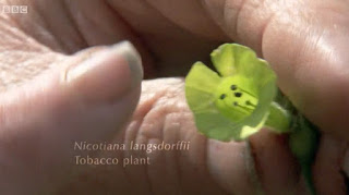 Nicotiana Langsdorffii Tobacco Plant Nicotiana Langsdorffii Tobacco Plant