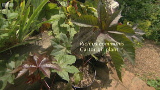Ricinus Communis Castor Oil Plants Ricinus Communis Castor Oil Plants
