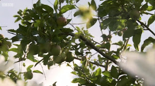 Apple tree Apple tree
