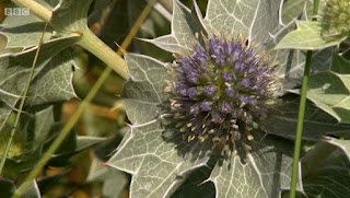 Eryngium Maritimum Eryngium Maritimum