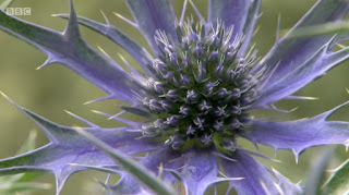 Eryngium Bourgatii Eryngium Bourgatii