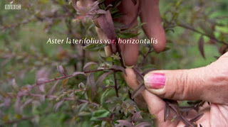 Aster Lateriflorus Horizontalis Aster Lateriflorus Horizontalis