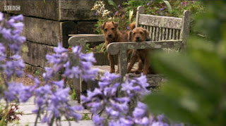 Carol Klein Dogs Carol Klein Dogs