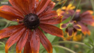 Rudbeckia Rustic Dwarf and Cosmidium Rudbeckia Rustic Dwarf and Cosmidium