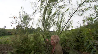 Carol Klein Willow Stake Carol Klein Willow Stake