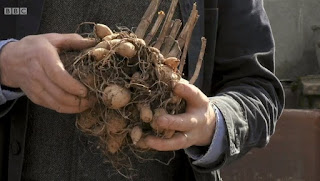 Dahlia Tubers Dahlia Tubers