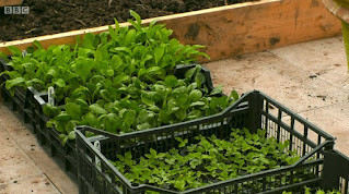 Salad Crops Salad Crops