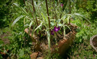 Planter Planter