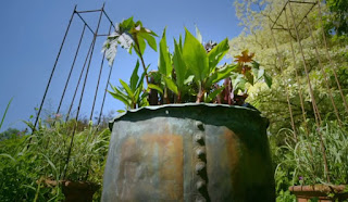 Exotic planter Exotic planter