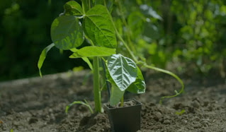Climbing Bean Climbing Bean
