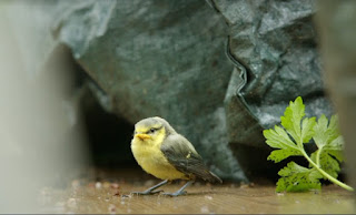 bird bird