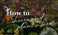 How to choose trees How to choose trees
