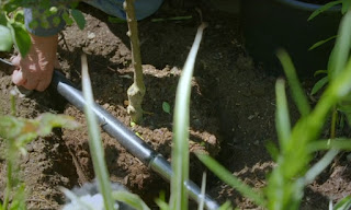 Planting tree Planting tree