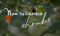 Shrubs Shrubs