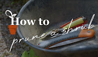 How to prune a shrub How to prune a shrub