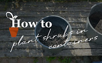Plant shrubs in containers Plant shrubs in containers