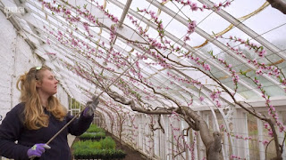 Peach house Peach house