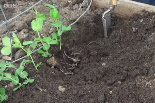 Pea