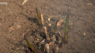 Asparagus