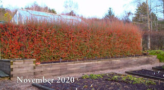 Cotoneaster Hedge Cotoneaster Hedge
