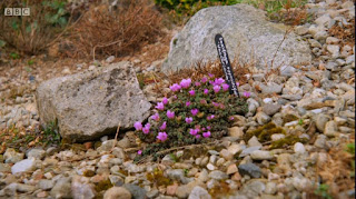 Saxifraga Saxifraga