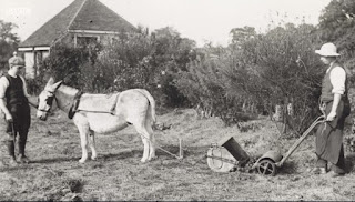 Donkeys Donkeys