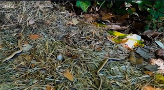 slow worms slow worms