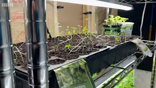 seedlings seedlings
