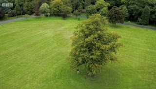 tree tree
