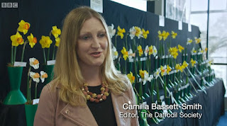 Daffodils Daffodils