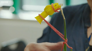 Daffodils Daffodils