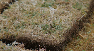 Turf Turf