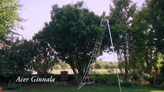 Acer Ginnala Acer Ginnala